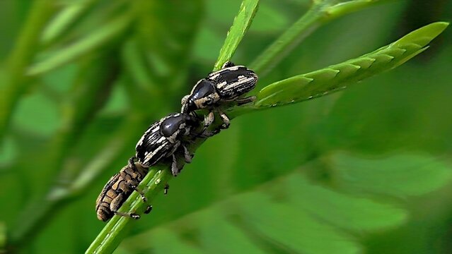 Extreme macro close-up of three black and white striped weevils (Curculionidae) crawling and interacting on a bright green plant stem, showcasing detailed insect behavior and micro wildlife in nature