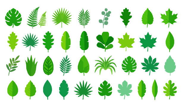 Green Tropical and Botanical Leaves Collection with Various Nature Foliage Designs