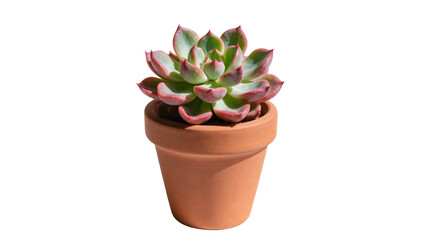 Obraz premium Green succulent plant with pink edges in a terracotta pot, isolated on transparent background