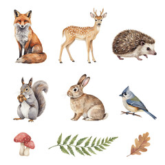 Fototapeta premium Wildlife species featuring a fox, deer, hedgehog, squirrel, rabbit, and bird are arranged in a clean watercolor illustration set.
