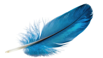 Single vibrant blue feather with delicate barbs, isolated on transparent background © Emilija