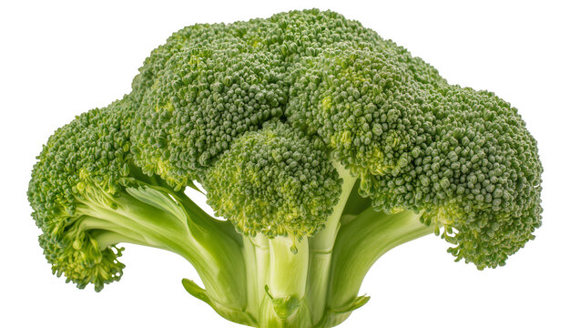 Fresh green broccoli head with thick stem
