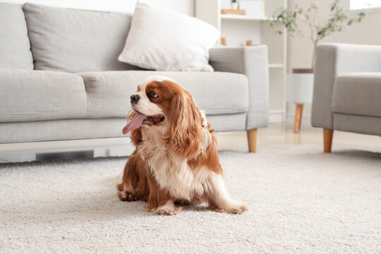 Adorable cavalier King Charles spaniel sitting on carpet at home