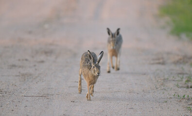 Dwa zające szaraki (Lepus europaeus) biegnące piaszczystą wiejską drogą, dzika przyroda w ruchu. © Joanna