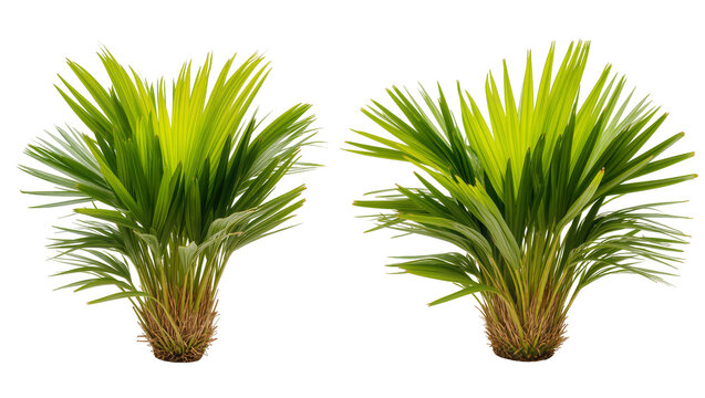 Two green palm plants with thin leaves and fibrous trunks