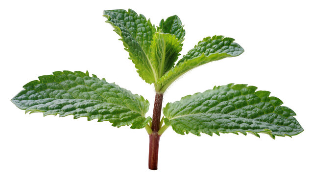 Fresh green mint sprig with serrated leaves