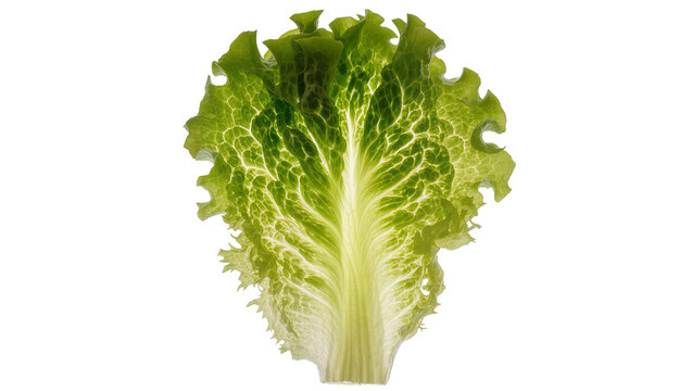 Fresh green lettuce leaf with ruffled edges and visible veins