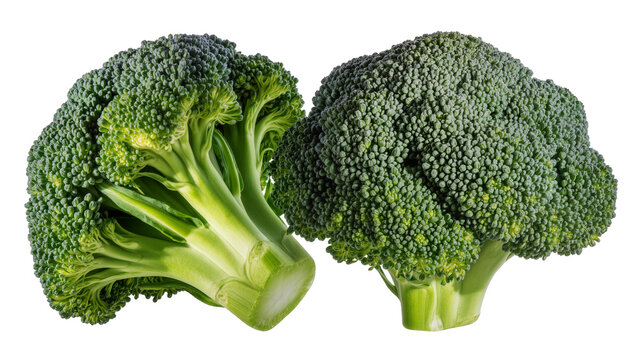 Two fresh broccoli florets with thick green stems
