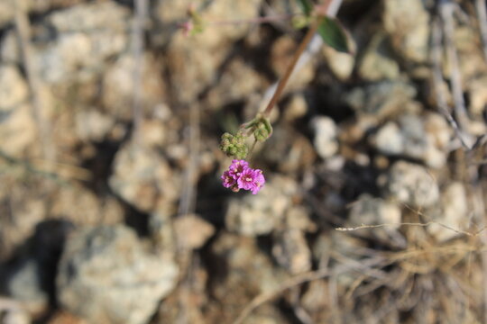  Boerhavia diffusa, Punarnava or red spiderling