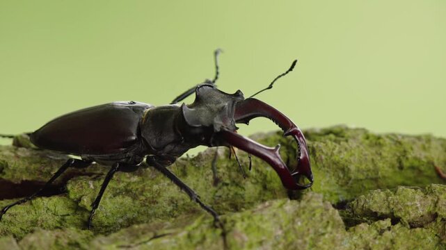 Close up slow motion footage of stag beetle with large mandibles on mossy bark.