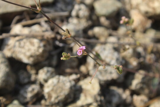  Boerhavia diffusa, Punarnava or red spiderling