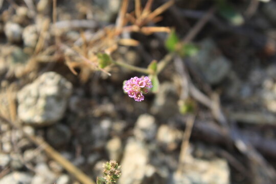  Boerhavia diffusa, Punarnava or red spiderling