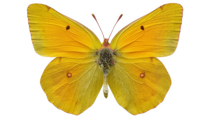 Yellow butterfly with dark spots and orange eye-spots on wings © Leon