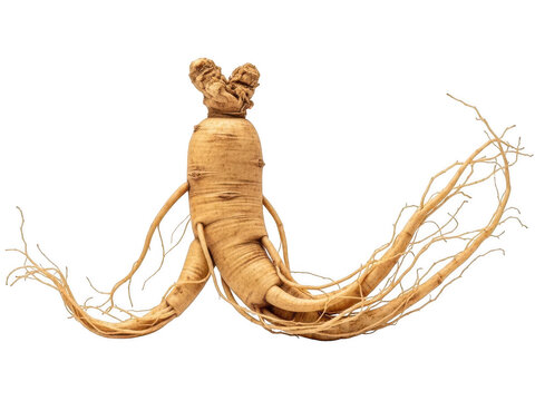 Dried ginseng root with complex branching structure isolated on transparent background for health