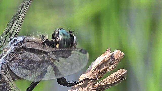 

Side Profile Upper Body Macro Shot of a Territorial Dragonfly Focusing on Compound Eyes and Thorax Details
