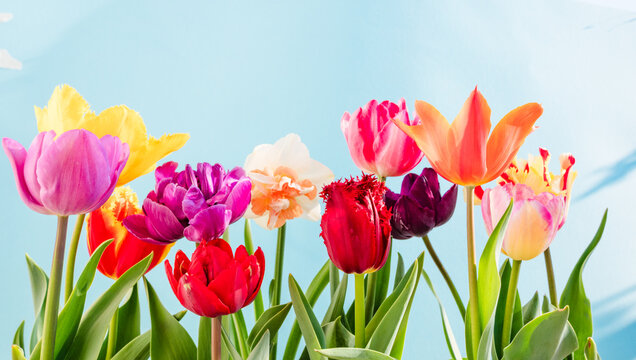Colorful spring tulips and daffodils against soft blue background