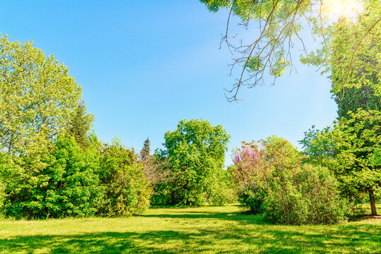 Sunny park meadow surrounded by lush trees under clear blue sky