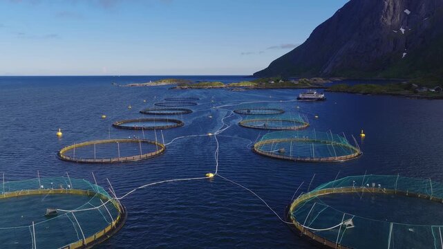 Aerial view of circular salmon pens, turquoise nets, yellow buoys, and a workboat moving between cages near Lofoten, Norway, clear daylight, crisp composition.