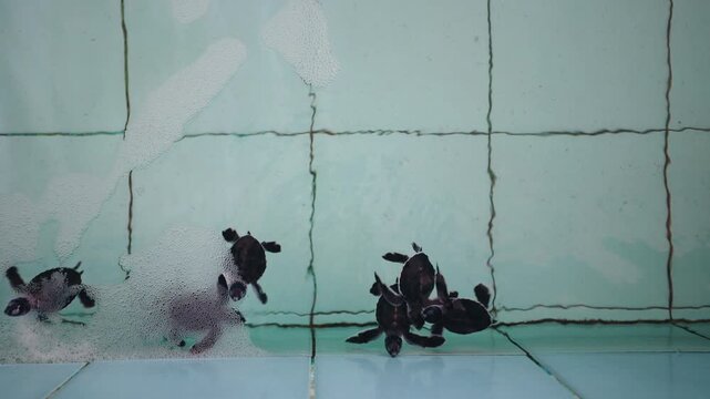 Slow motion baby sea turtles swimming across pool of conservation center.