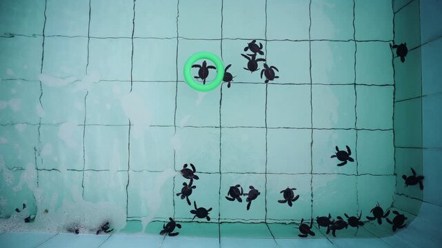 Top view of baby sea turtle hatchlings crawling across shallow tiled pool toward floating ring buoy during rescue release, conservation center.