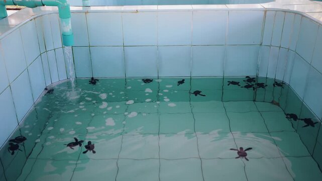 Sea turtle hatchlings swimming in tiled holding tank at conservation hatchery.