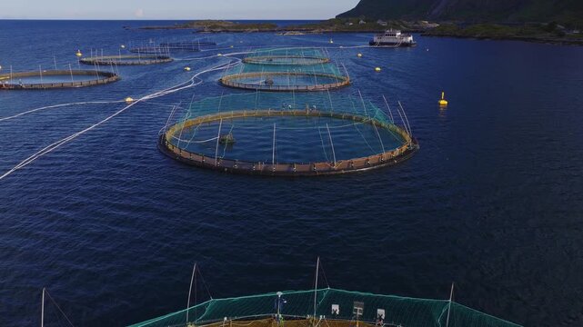 Aerial view of salmon farm pens with orange collars and green nets off Lofoten, northern Norway. A service vessel is moored, hoses link cages, water ripples.