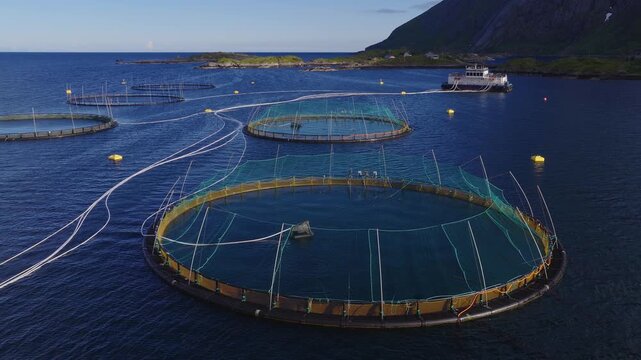 Aerial view of circular open net pens in Lofoten, Norway. Turquoise nets, hoses, and buoys link to a workboat. An aerator stirs a pen in clear daylight.
