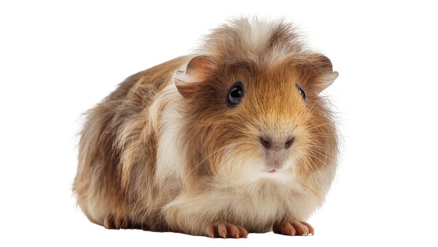 Fluffy brown and white guinea pig rodent