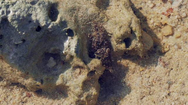 Cryptic Shore Crab Hidden Among Coral Rock in Tropical Shallow Water
