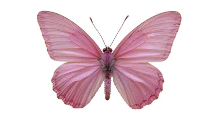 Pink butterfly with delicate wings and antennae © Anna