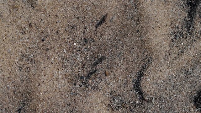 Tiny Coastal Fish Holding Position in Current Over Sandy Tropical Bottom