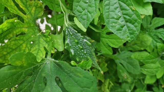 Closeup view of bitter gourd growing on plant showing texture and natural green color