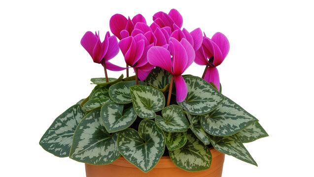 Pink cyclamen flowers with patterned green leaves in terracotta pot