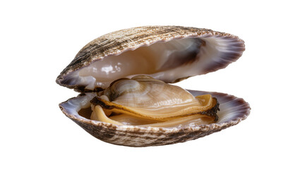 Open clam with edible flesh and textured shell, isolated on transparent background © Daniel