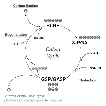 Calvin cycle diagram dark fixation photosynthesis biology science illustration