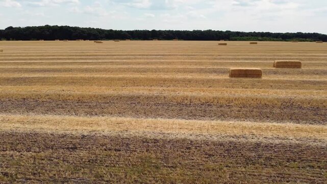 Vast harvested field with golden hay bales. Rows of stubble in rhythmic patterns leading to tree line on horizon
