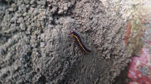 Closeup view of yellow spotted millipede showing segmented body and detailed insect texture