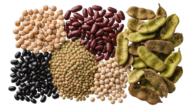 Assortment of dried beans and legumes including chickpeas kidney beans soybeans black beans, and fava beans