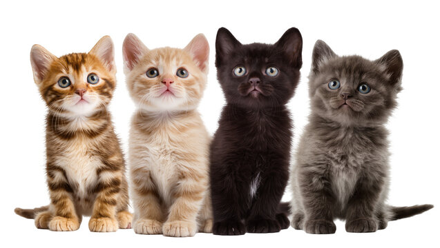 Four kittens of different colors sitting together