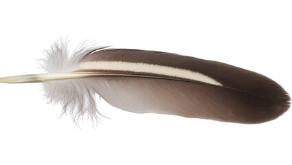 Brown and white striped bird feather with fluffy base © Emma
