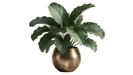 Large green philodendron plant in hammered brass pot, isolated on transparent background © Emilija