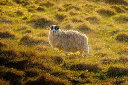 Mouton des Highlands au Quiraing, &icirc;le de Skye, lumi&egrave;re dor&eacute;e