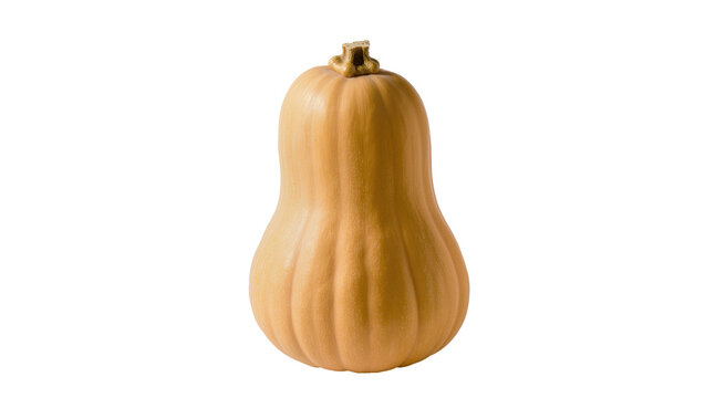 Butternut squash with stem and ribbed texture