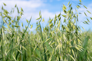 Naklejka premium Common oat, Avena sativa growing on agriculture field, cultivated grain, panicles bear spikelets, harvest in summer, farmland on countryside, food industry