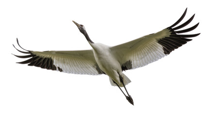 Obraz premium Red-crowned crane bird flying with wings spread wide