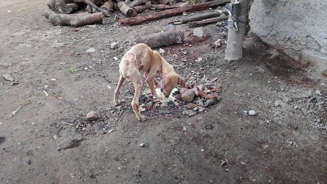 Video of emaciated stray dog struggling to eat food on ground showing harsh survival reality
