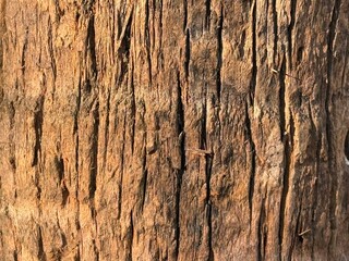 Fototapeta premium old wood texture