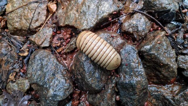 A macro shot of a Pill millipedes or Oniscomorpha or pillbug crawling on wet stones