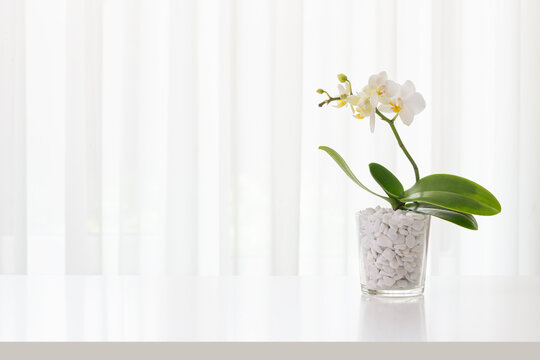 Orchid flower houseplant in glass vase on table over abstract white window curtain background