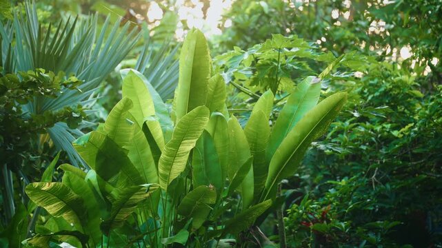 Slow motion pan of tropical plants with large green leaves swaying in lush garden rainforest understory.
